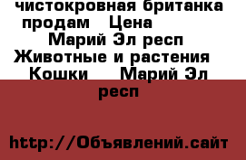 чистокровная британка продам › Цена ­ 1 000 - Марий Эл респ. Животные и растения » Кошки   . Марий Эл респ.